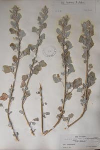 Herbarium Sheet of 